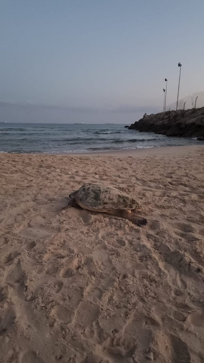 הדרך אל החופש קרדיט צילום נטלי ומאיר מור יוסף